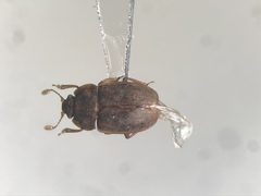 Epuraea rufa