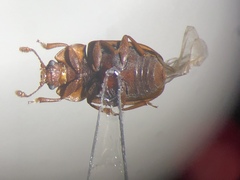 Epuraea rufa