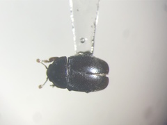 Afrogethes canadensis