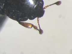 Afrogethes canadensis