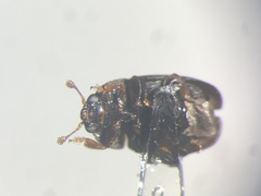 Afrogethes canadensis