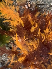 Cumathamnion decipiens