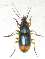 Chlaenius fasciger