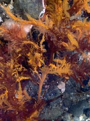 Cumathamnion decipiens