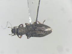 Hydrochus squamifer
