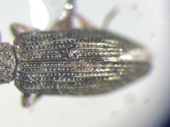 Hydrochus squamifer