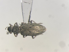 Hydrochus pseudosquamifer
