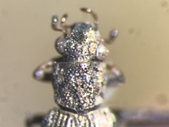 Hydrochus pseudosquamifer