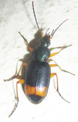 Chlaenius fasciger