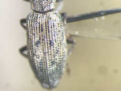 Hydrochus pseudosquamifer