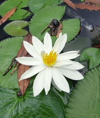 Nymphaea ampla