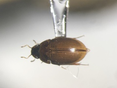 Enochrus ochraceus
