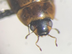 Enochrus ochraceus