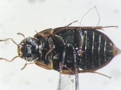 Enochrus ochraceus