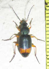 Chlaenius fasciger