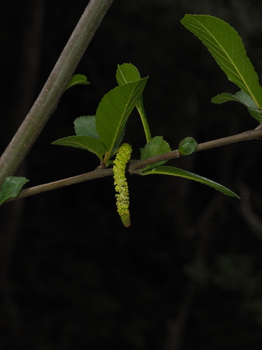 Alnus trabeculosa iNat (3)