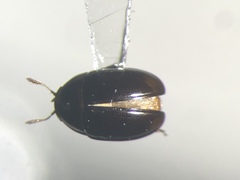 Olibrus semistriatus