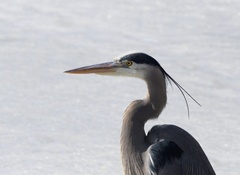 Ardea herodias