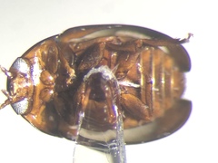 Olibrus semistriatus