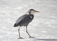 Ardea herodias