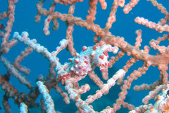 Hippocampus bargibanti