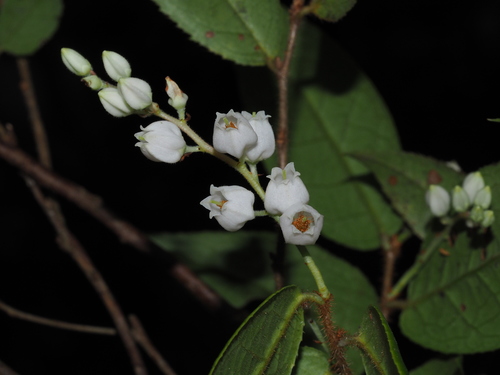 Vaccinium trichocladum