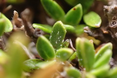 Coprosma petriei