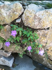Achimenes longiflora