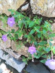 Achimenes longiflora