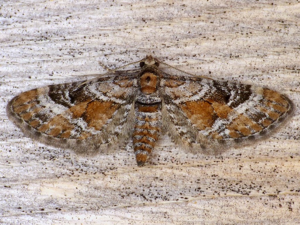 Ochre-shaded Pug