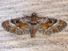 Eupithecia anticaria