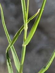 Melica frutescens