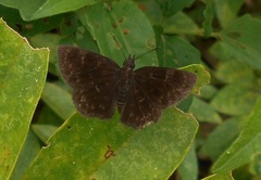 Viola egra