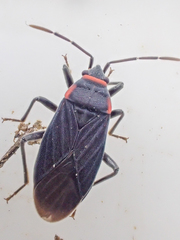 Melacoryphus rubicollis