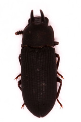 Cryphaeus taurus