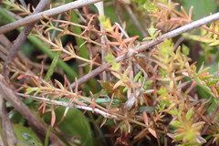 Galium perpusillum