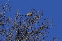 Haemorhous purpureus