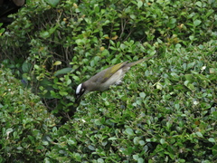 Pycnonotus sinensis