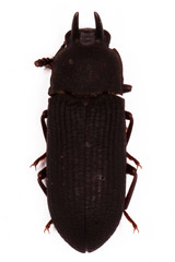 Cryphaeus taurus