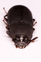 Cryphaeus taurus