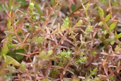 Galium perpusillum