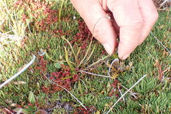 Microseris scapigera