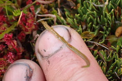 Microseris scapigera