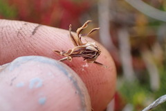 Microseris scapigera