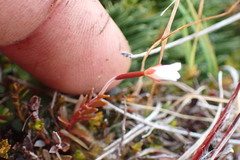 Epilobium elegans