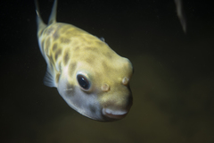 Contusus brevicaudus