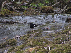 Enicurus leschenaulti