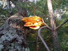 Laetiporus huroniensis