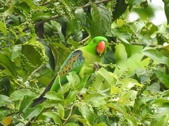 Tanygnathus lucionensis
