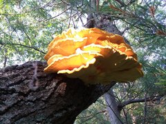Laetiporus huroniensis